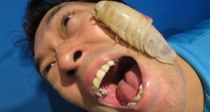 Obadiah the Boil and 30 Days of Bugs