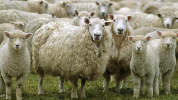 Those sheep had it coming…